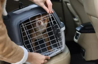 Essential Smart Pet Gadgets for Pet Owners With Busy Lifestyles