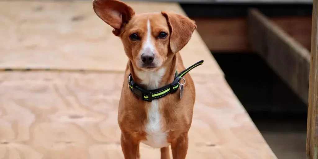 A New Way to Keep Your Pet Safe and Healthy A New Way to Keep Your Pet Safe and Healthy
