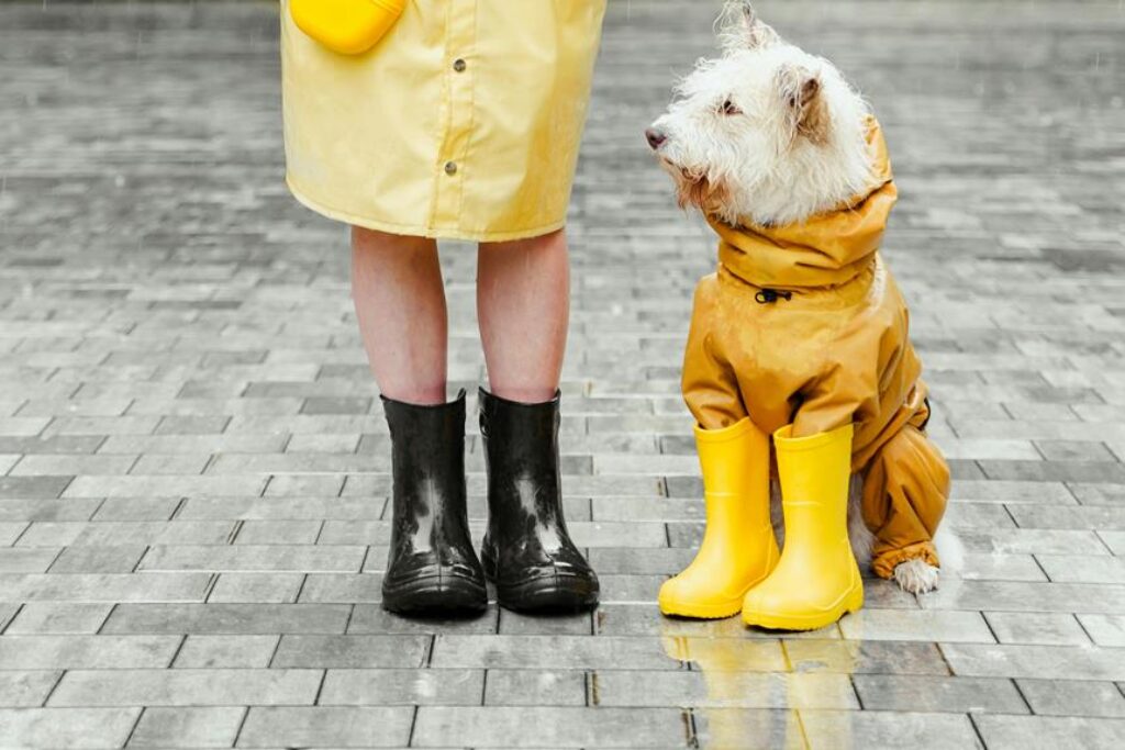 What Are the Most Essential Outdoor Gear Items for Your Pet? What Are the Most Essential Outdoor Gear Items for Your Pet?