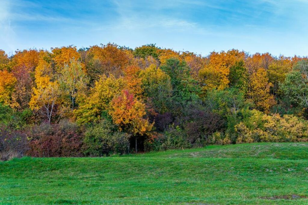 How to Transition Annual Plants Between Seasons? How to Transition Annual Plants Between Seasons?