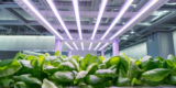 What Are the Best Lighting Options for Indoor Gardening?